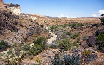 hills, plants and dry land in the southwestern U.S.